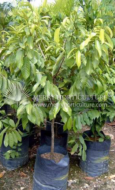 Mystical fragrance (Nutmeg tree)